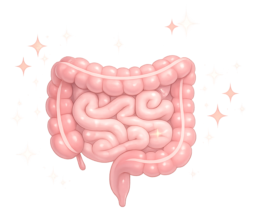Ilustração de intestino